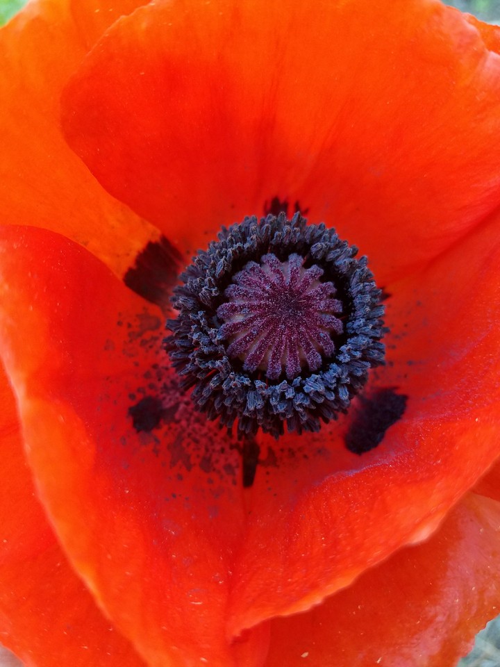 Heart of the Poppy
