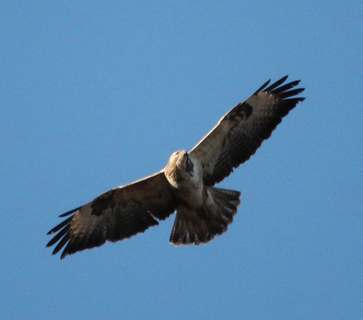 Honey Buzzard