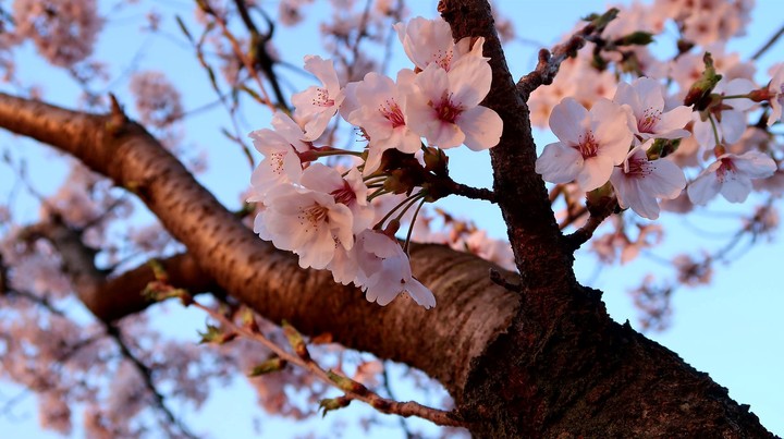 cherryblossom #flowers #gardens #Korea