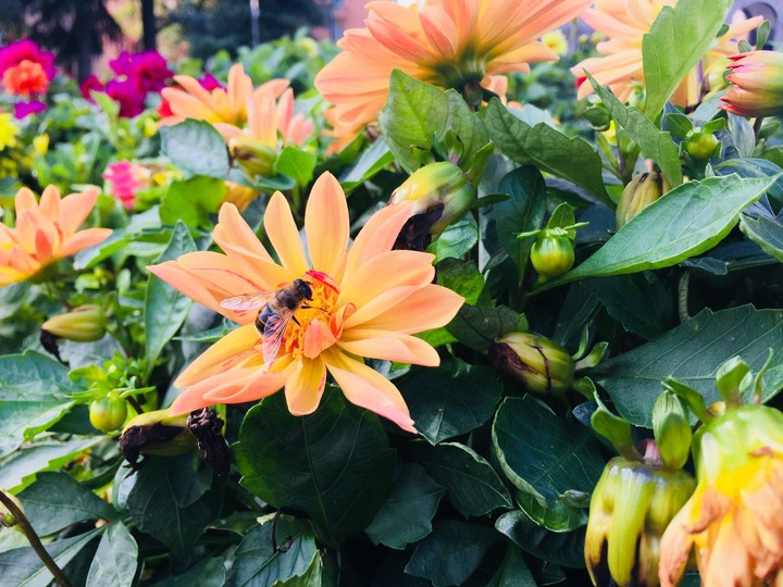 flower