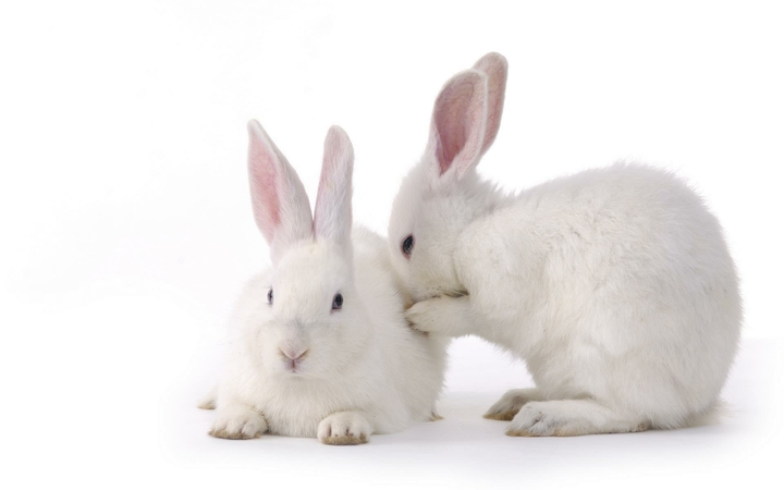 2 Rabbit 