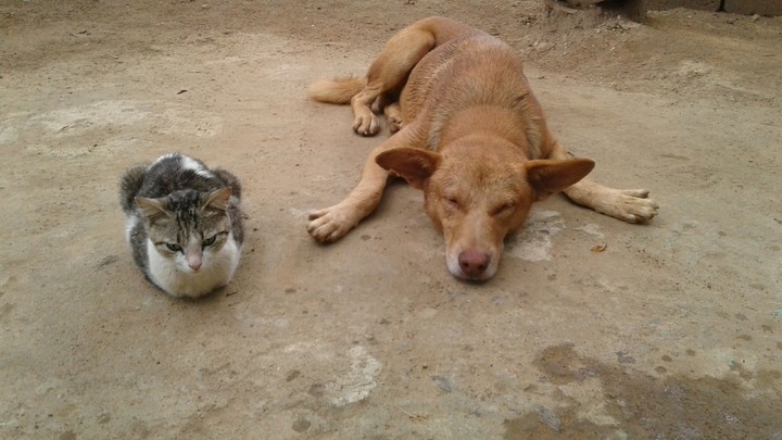 Dog And Cat
