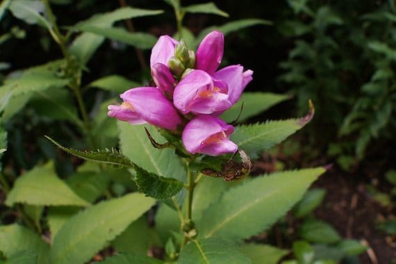 CHELONE (TURTLEHEAD)