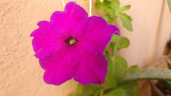 #cool #flower