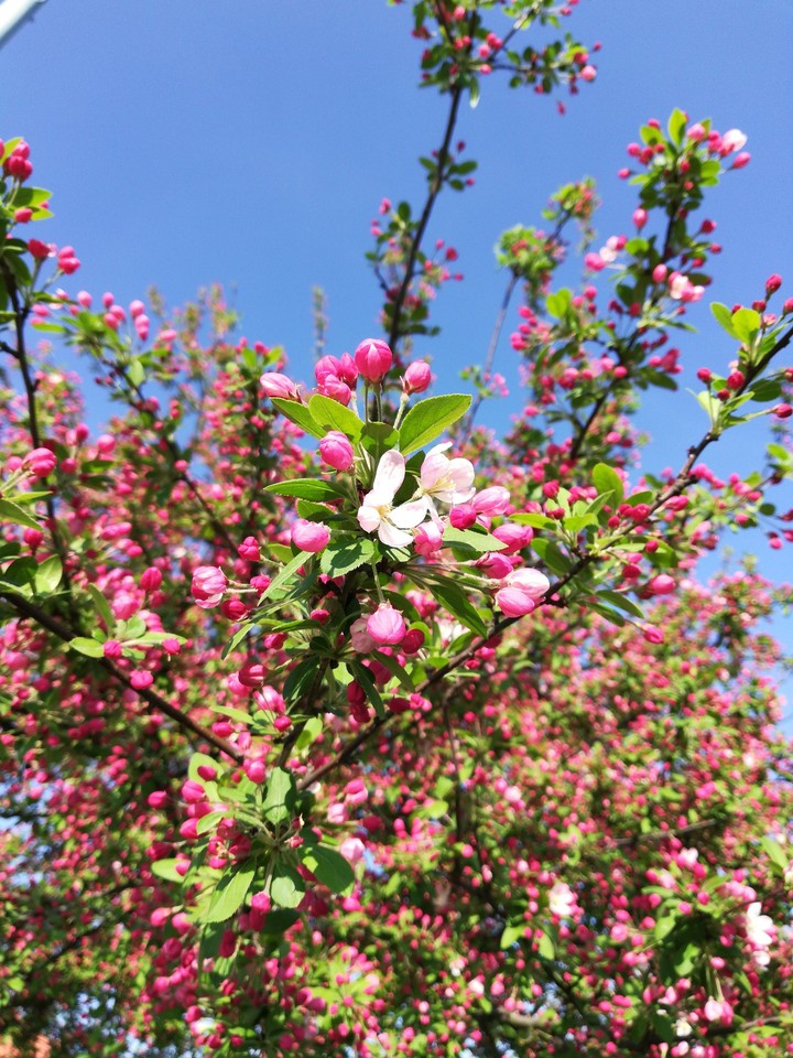Spring in Prague