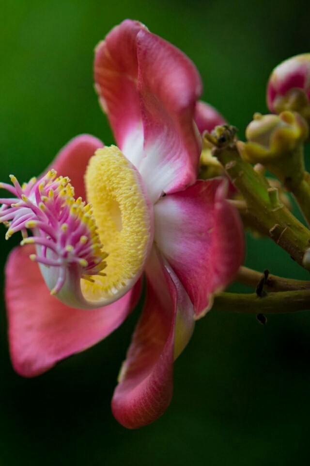 Blooming Flower :)