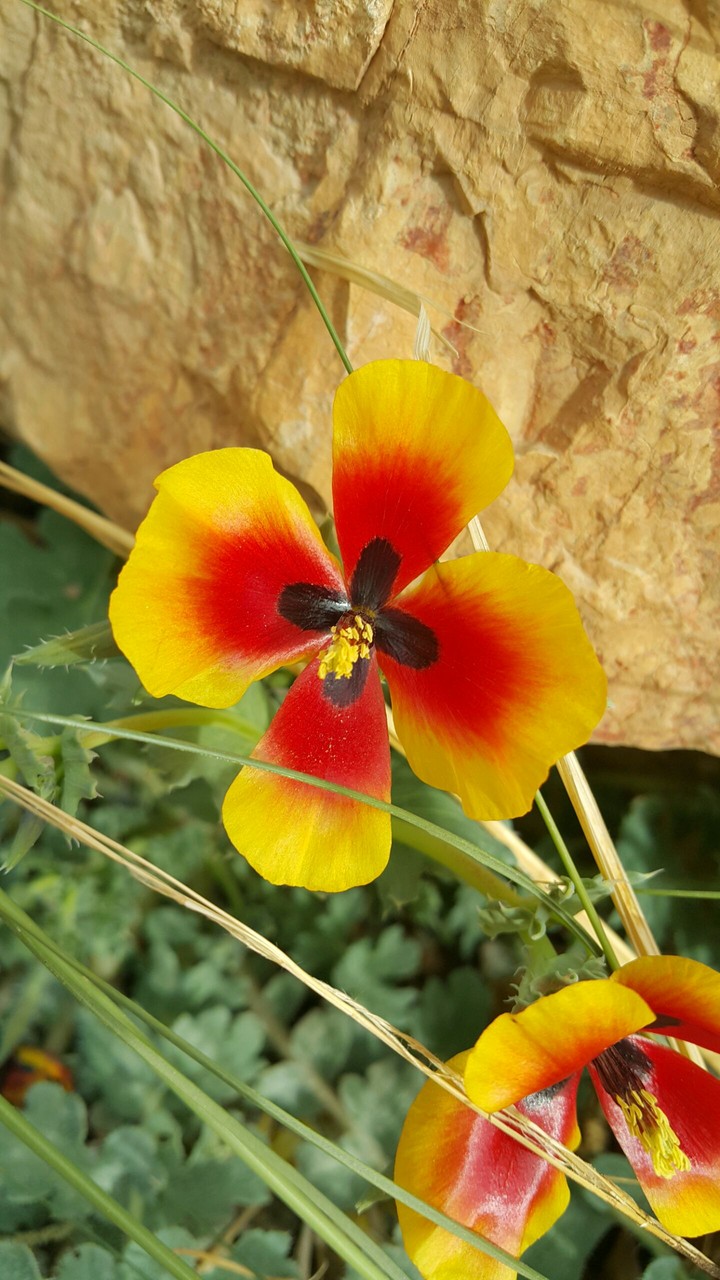 wildflower