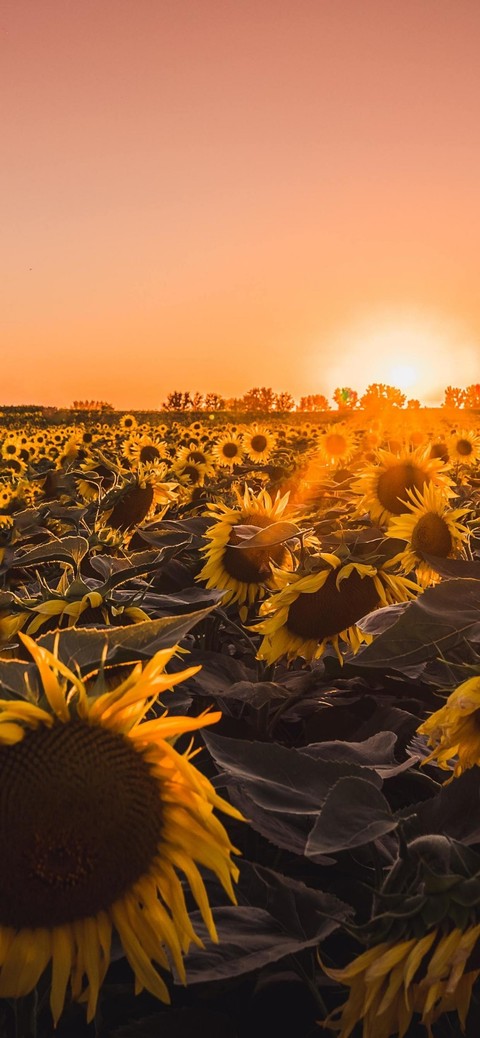 unflowers Farm Golden
