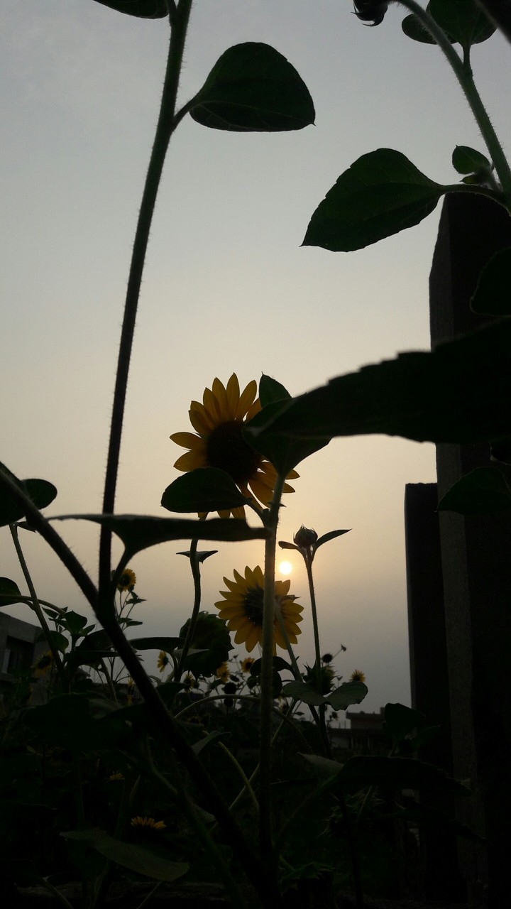 sunrise