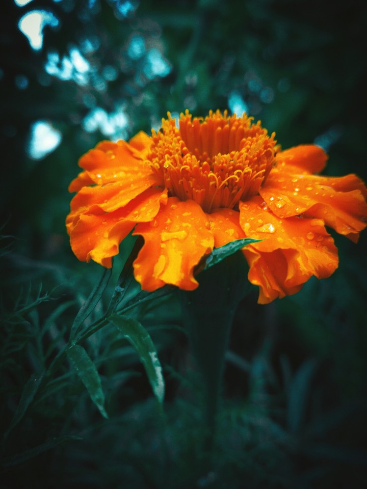 Orange Flower