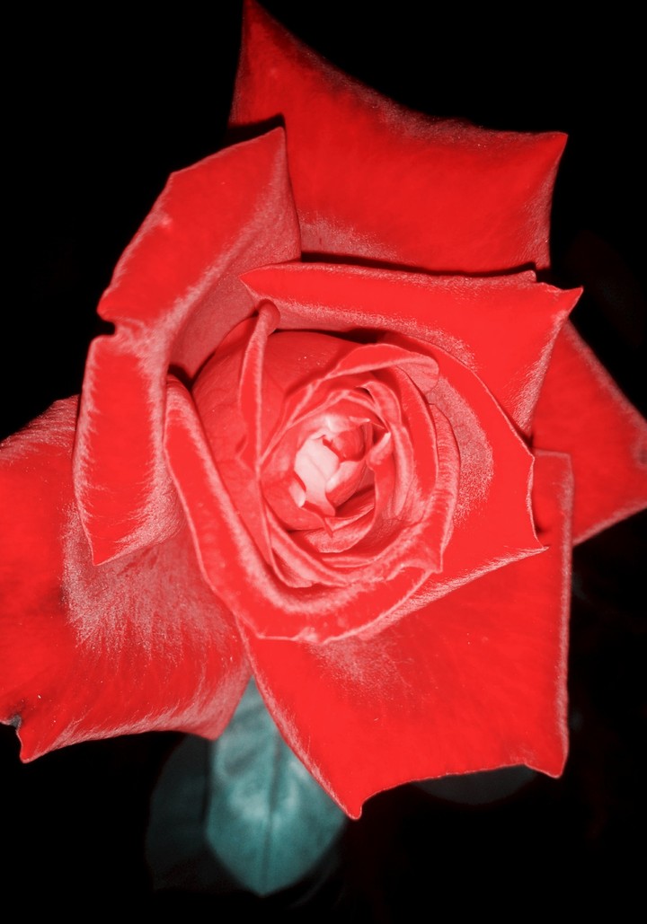 red rose