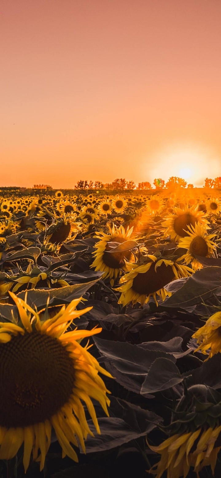 unflowers Farm Golden