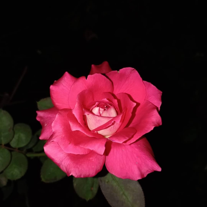 #rosey night