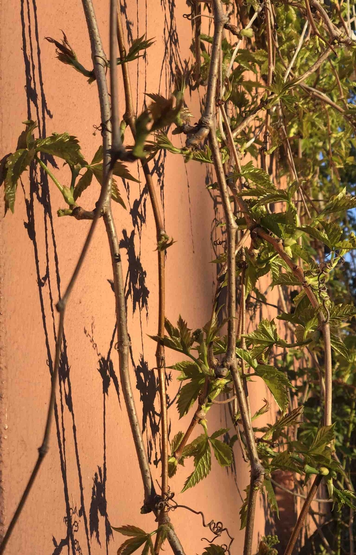 plant