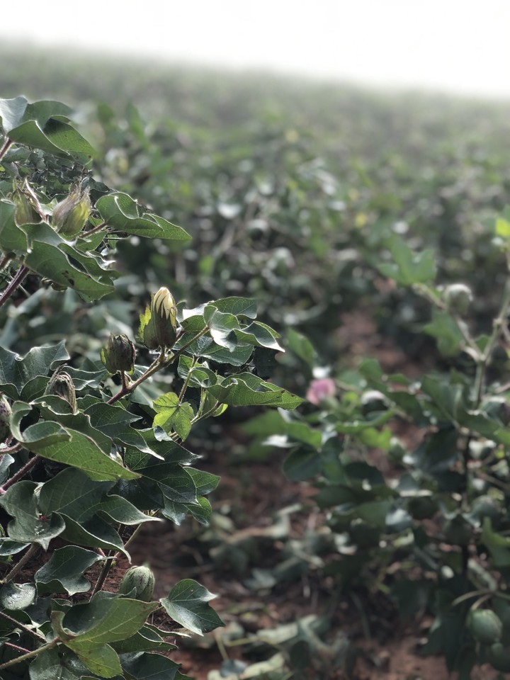cotton