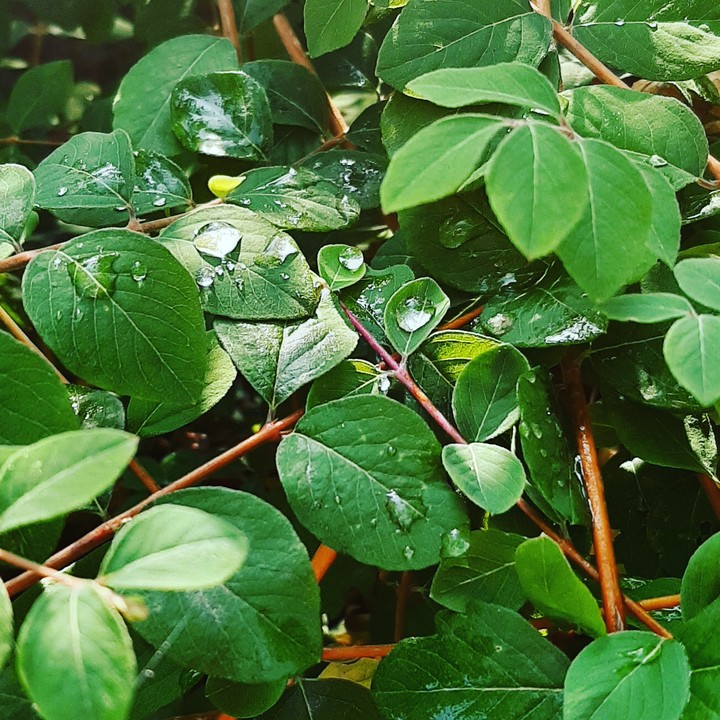 raindrops