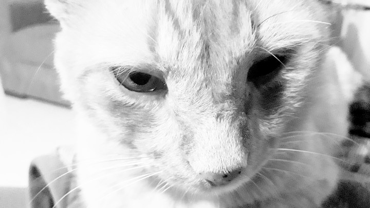 meu gato