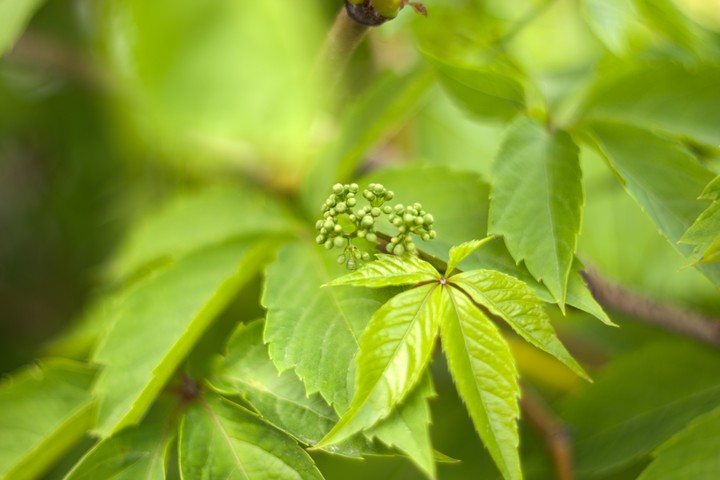 plants