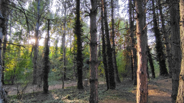 woods