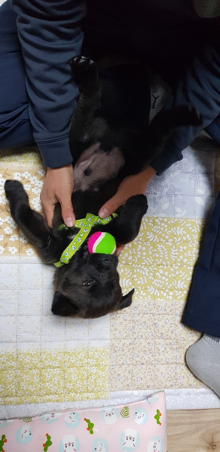 개