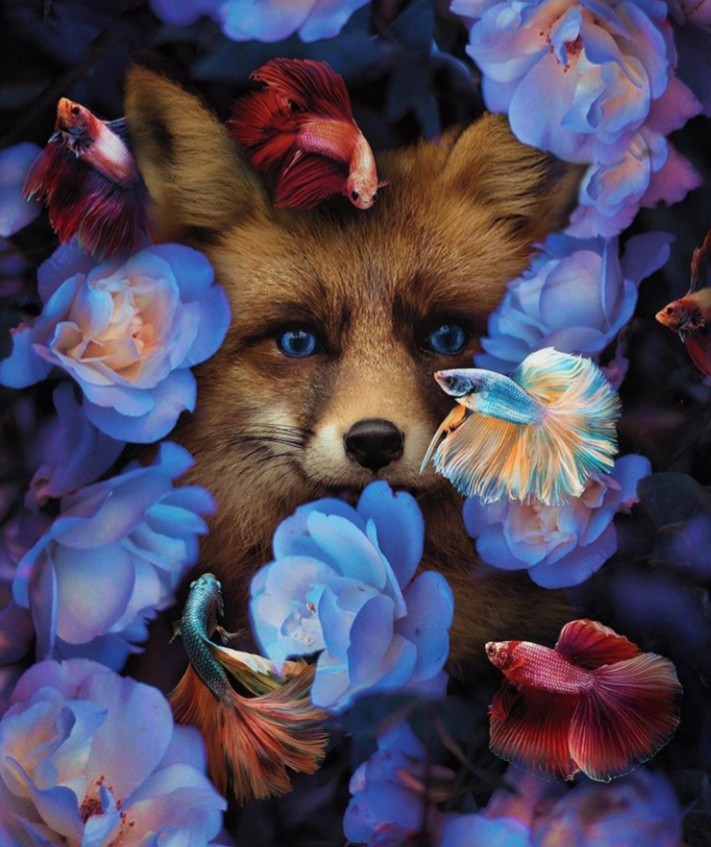 Fox