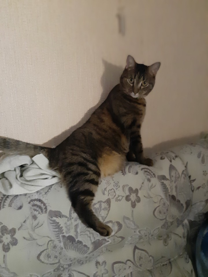 животные