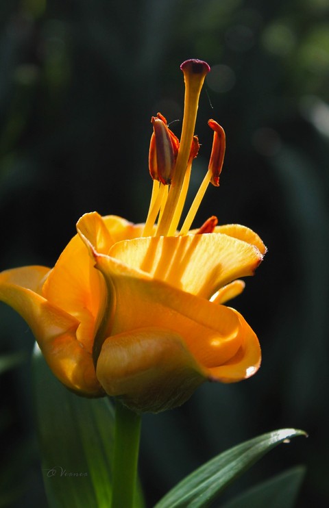 photography, 植物桌布