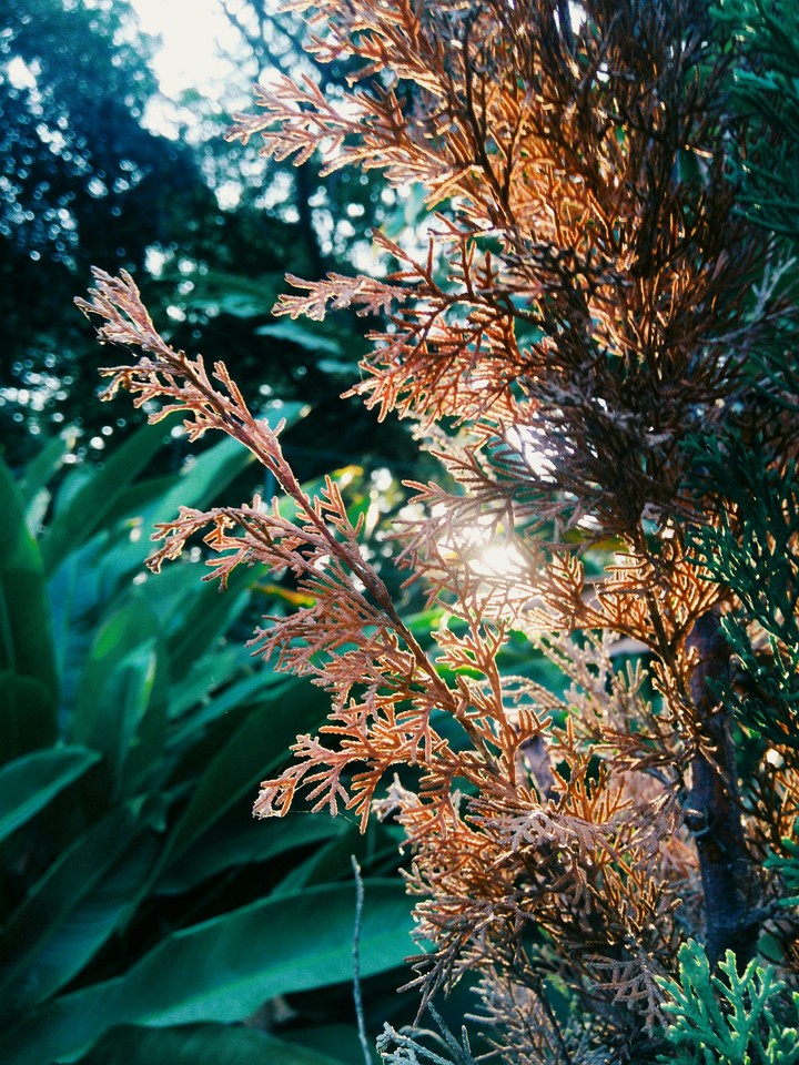 that moment when sun's ray plays with you......