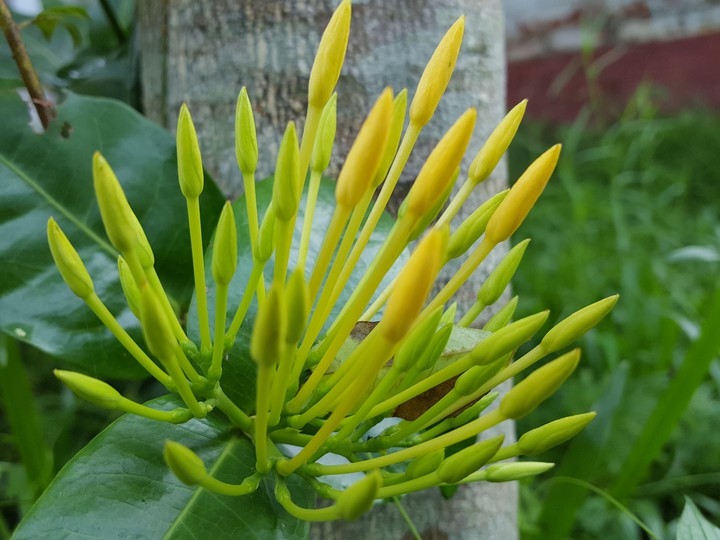flower