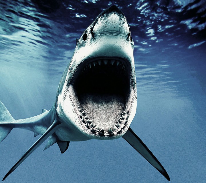 sharck angry