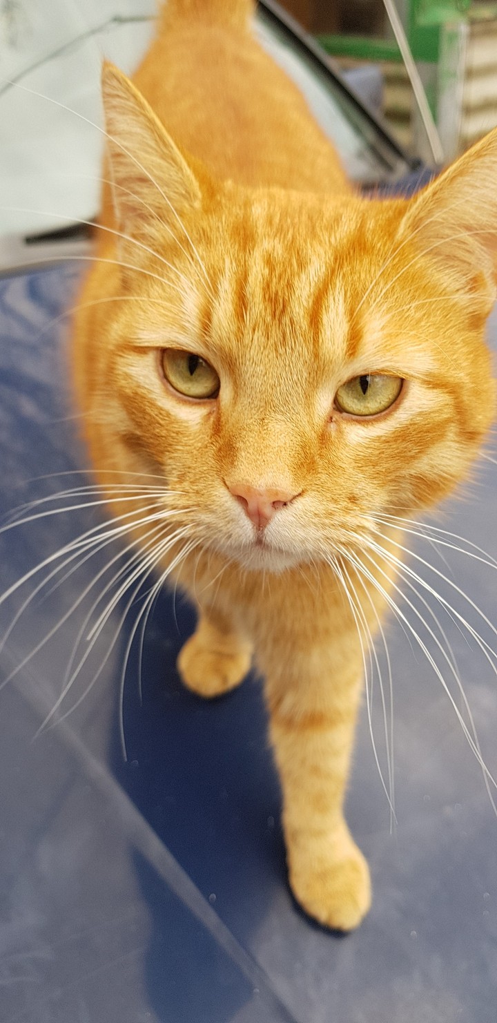 cat