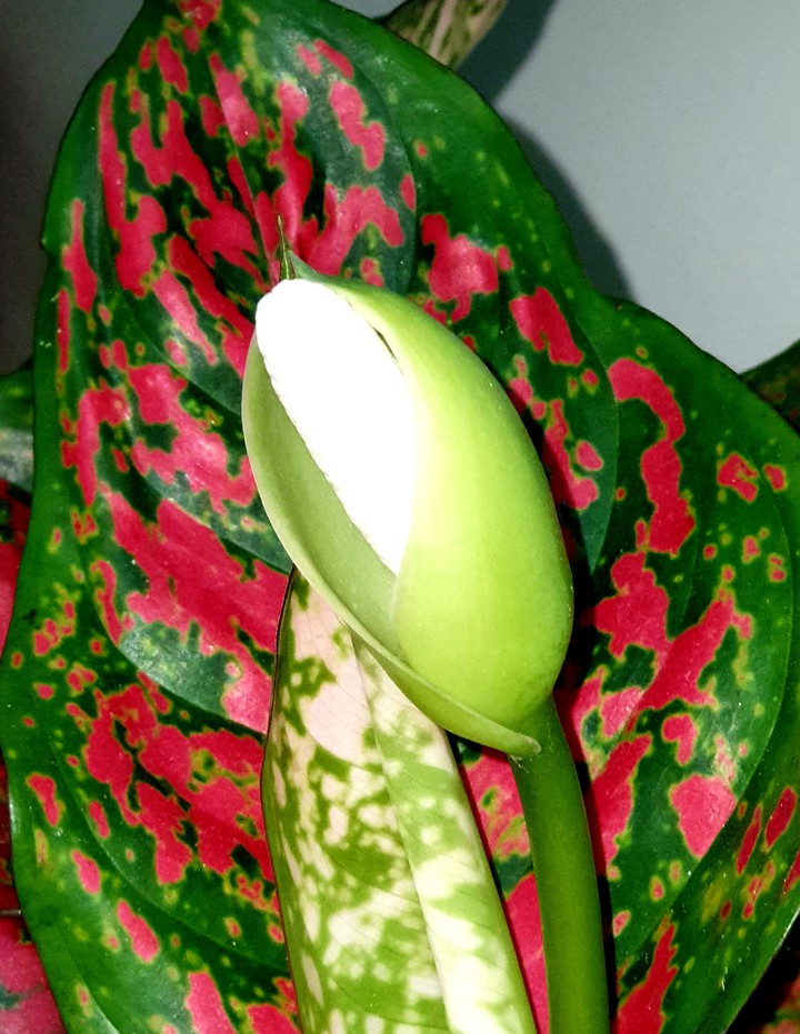 aglonema