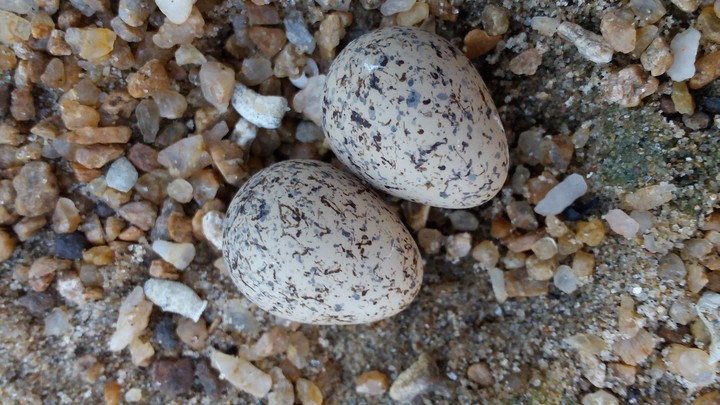snake egg