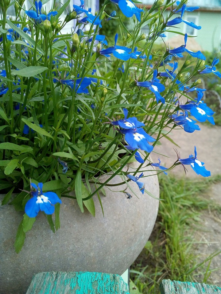 Flowers