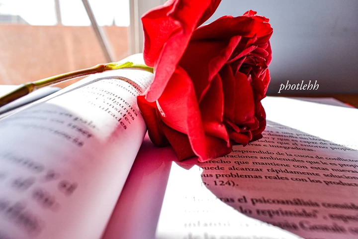 Rosas