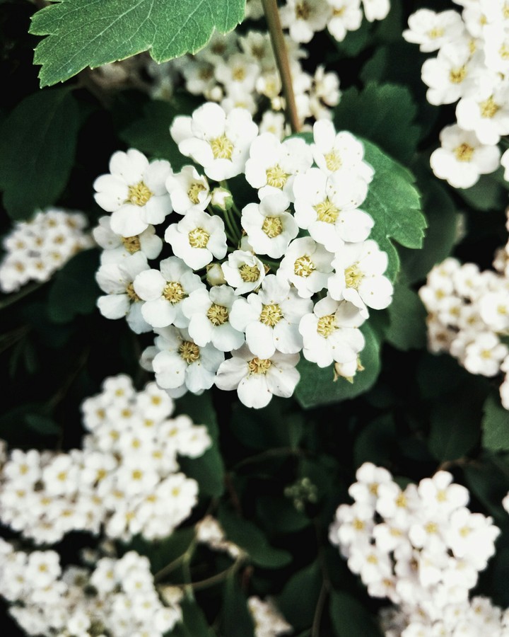 Just beautiful flowers
