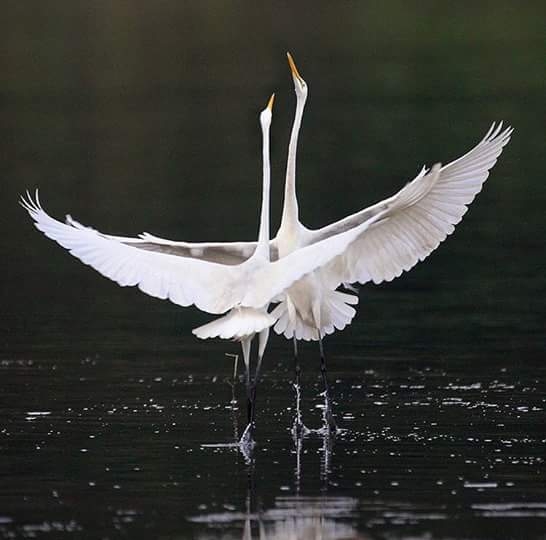 beautiful birds
