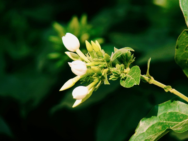 White_jasmine