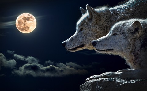 wolf