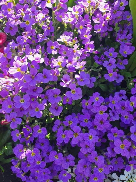 sfondi purple, magenta