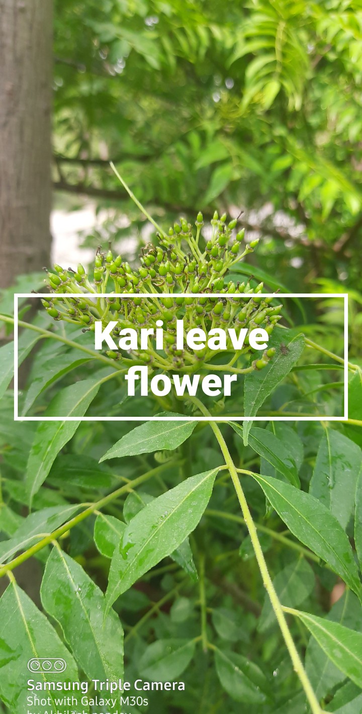 its a kari leave  flower