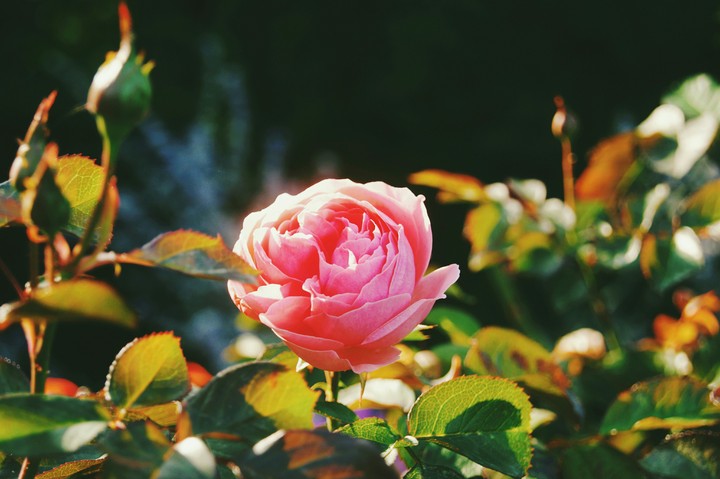 Rose