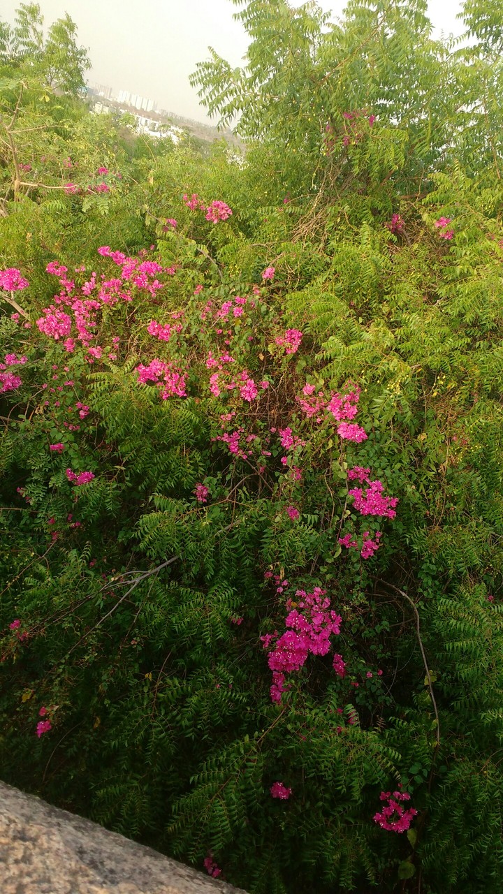 flowers
