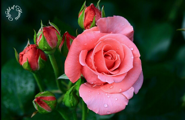 Aroma of Rose.