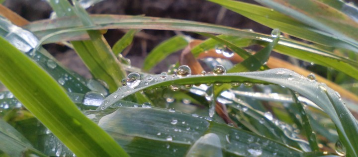 grass