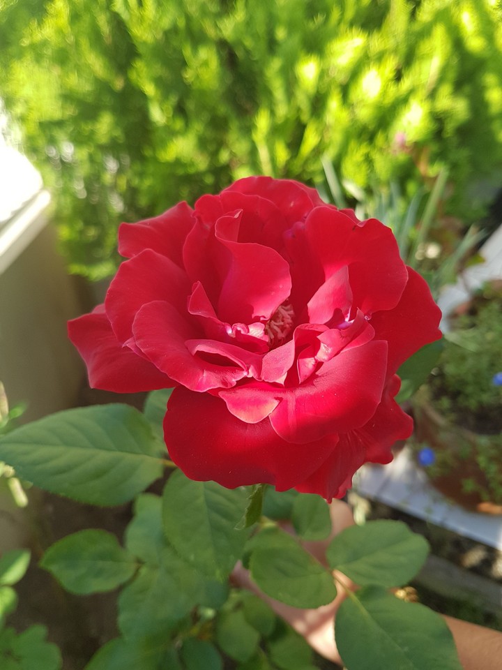 red in nature