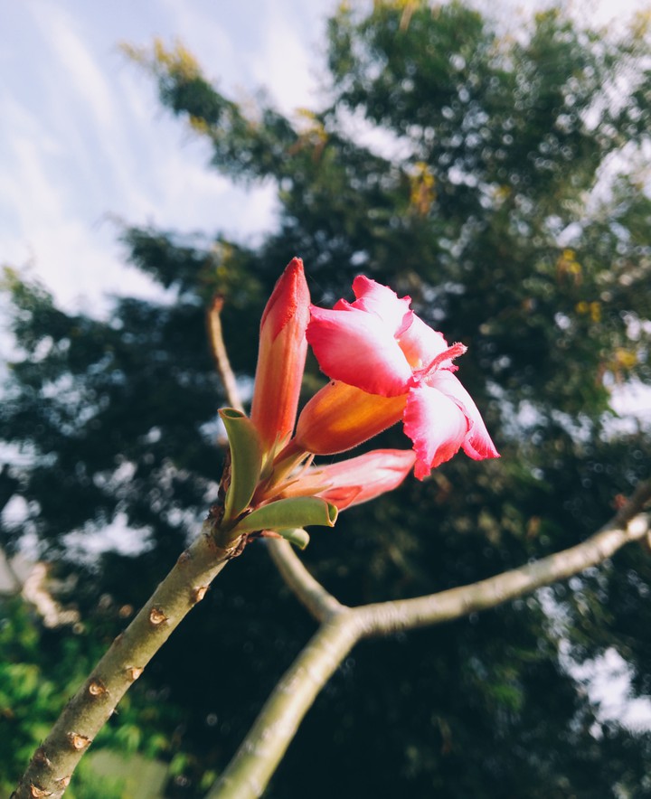adenium