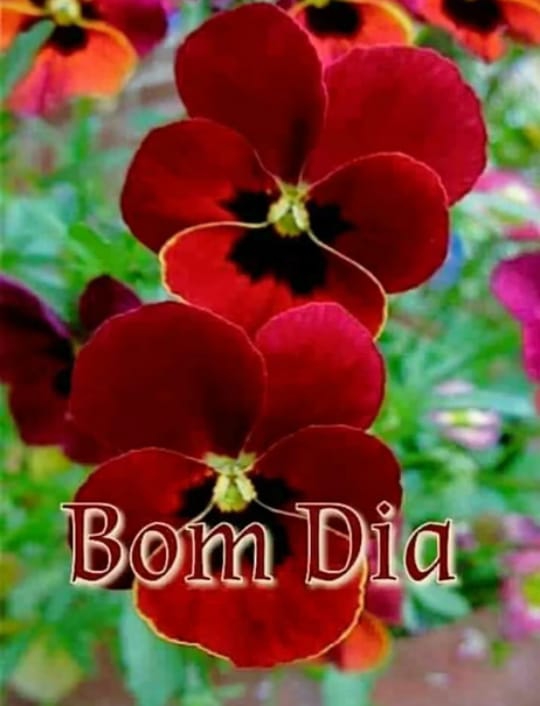 linda