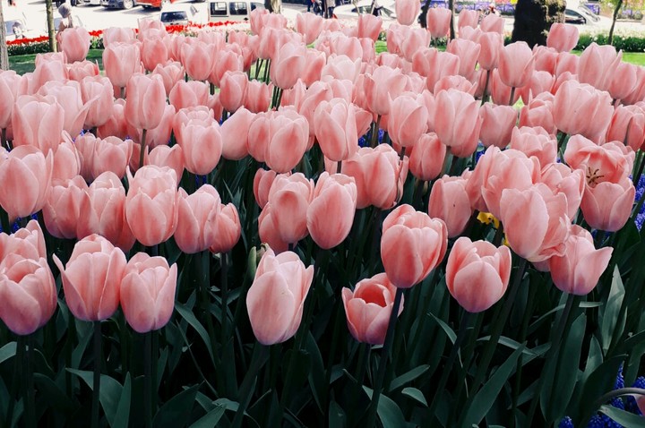 Istanbul Tulip Festival