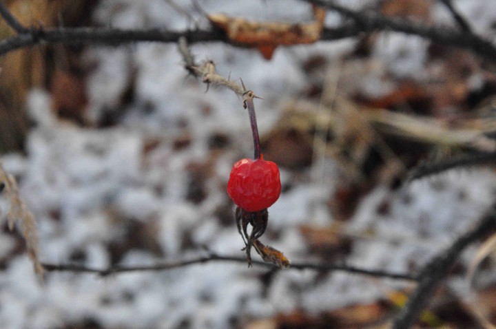 rose hip